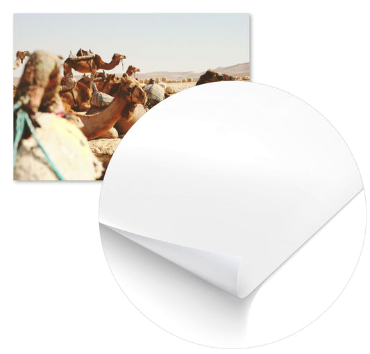 Animal 455 - @UPGallery