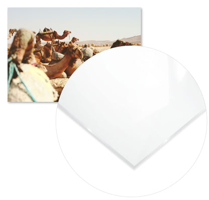 Animal 455 - @UPGallery