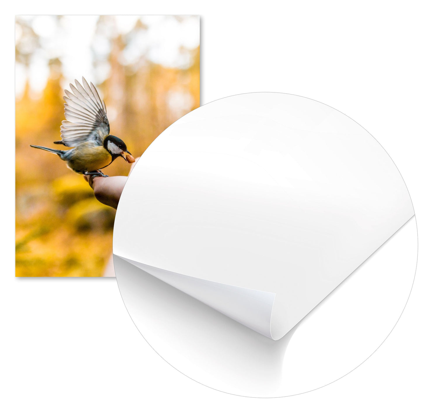 Animal 457 - @UPGallery