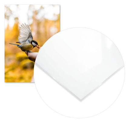 Animal 457 - @UPGallery