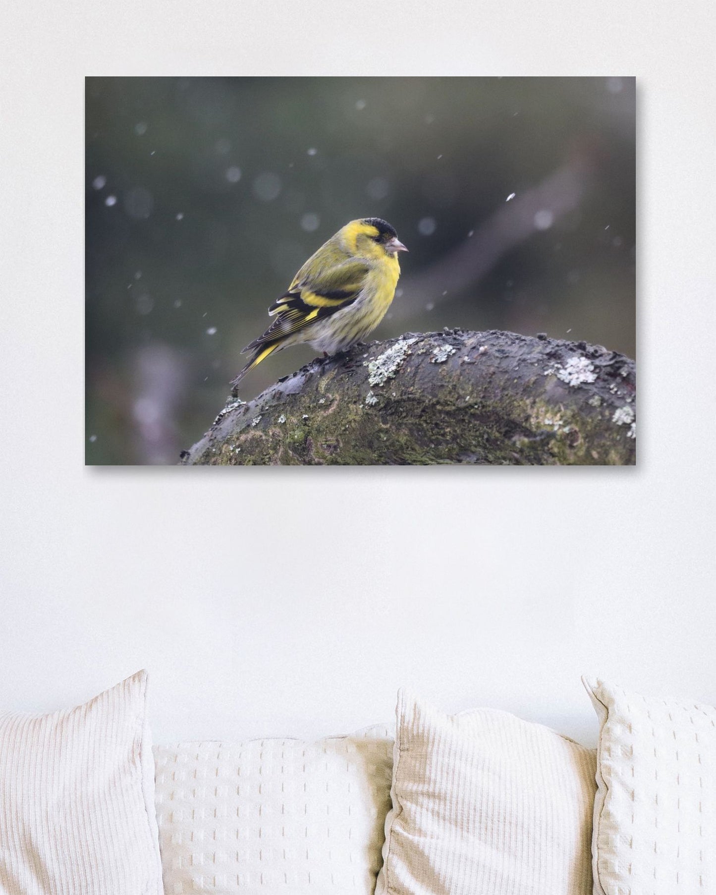 Animal 458 - @UPGallery