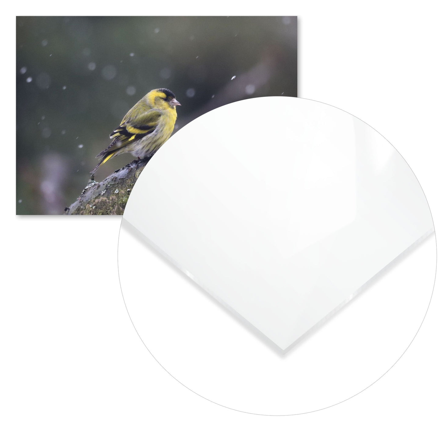 Animal 458 - @UPGallery