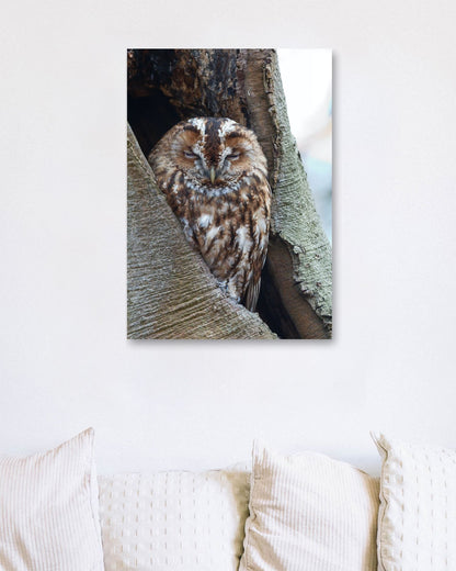 Animal 460 - @UPGallery