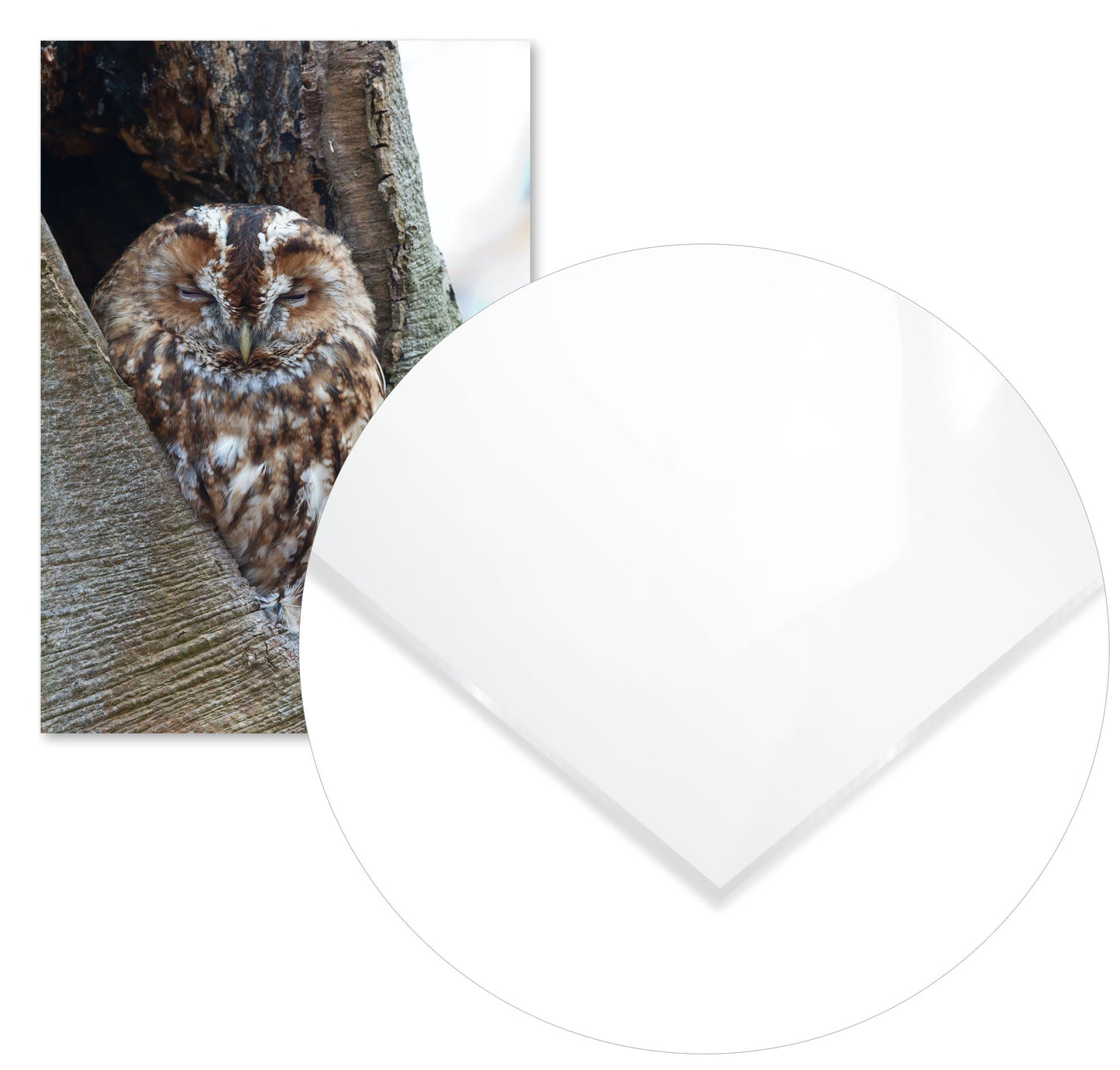 Animal 460 - @UPGallery