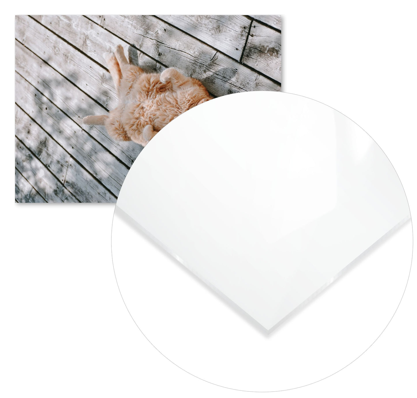 Animal 461 - @UPGallery