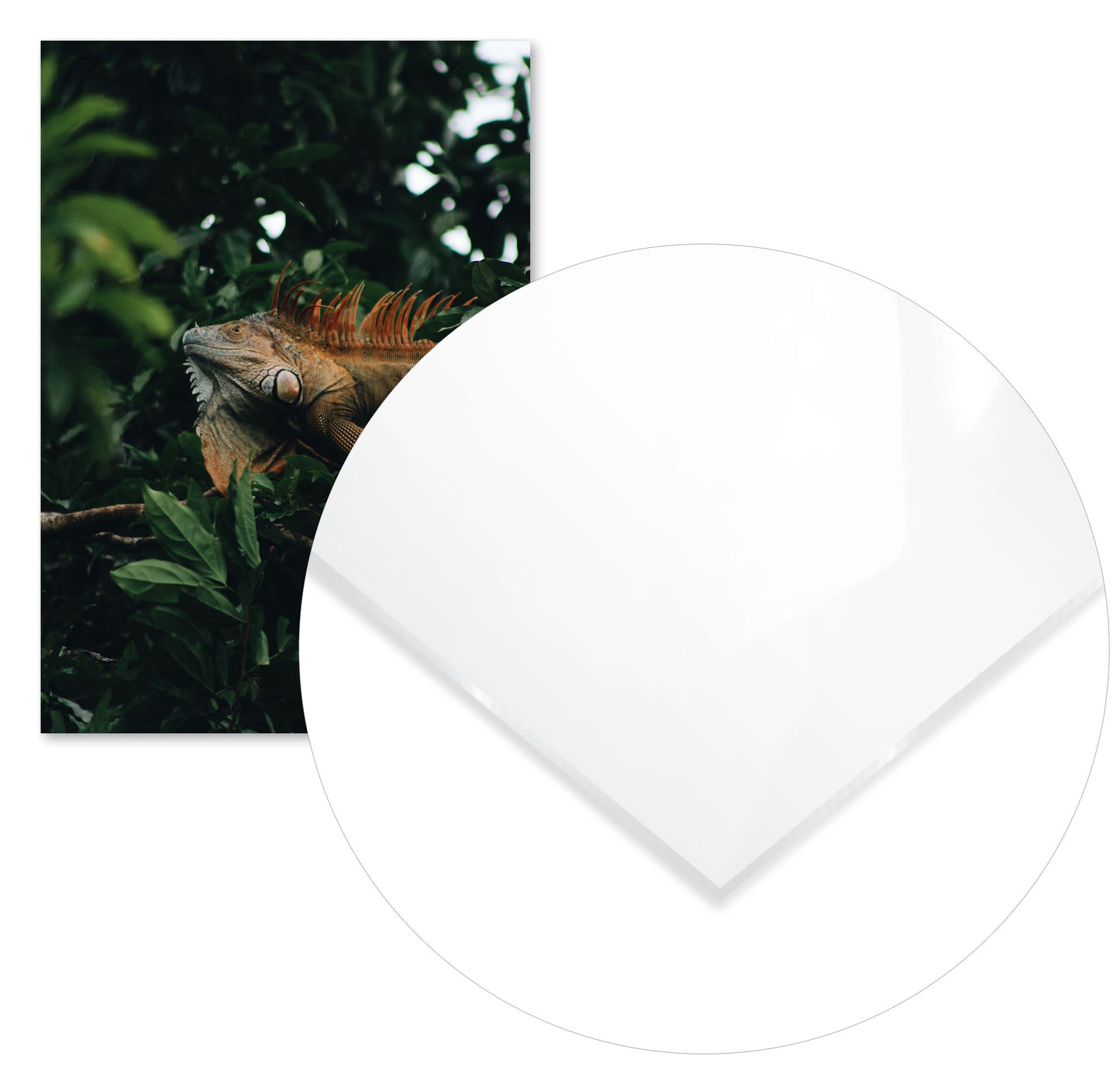 Animal 463 - @UPGallery