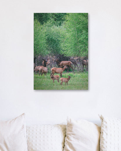 Animal 464 - @UPGallery