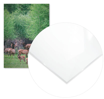 Animal 464 - @UPGallery