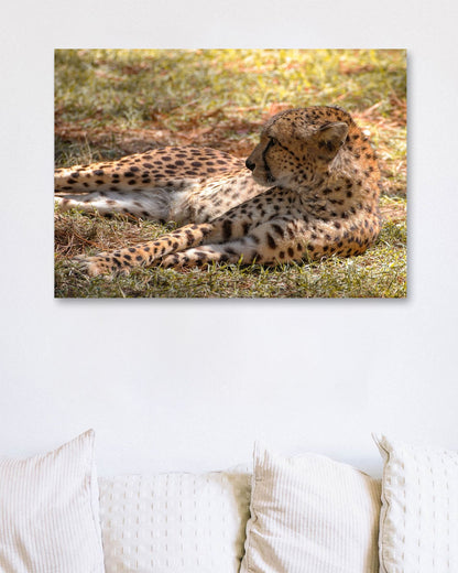 Animal 47 - @UPGallery