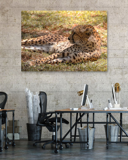 Animal 47 - @UPGallery