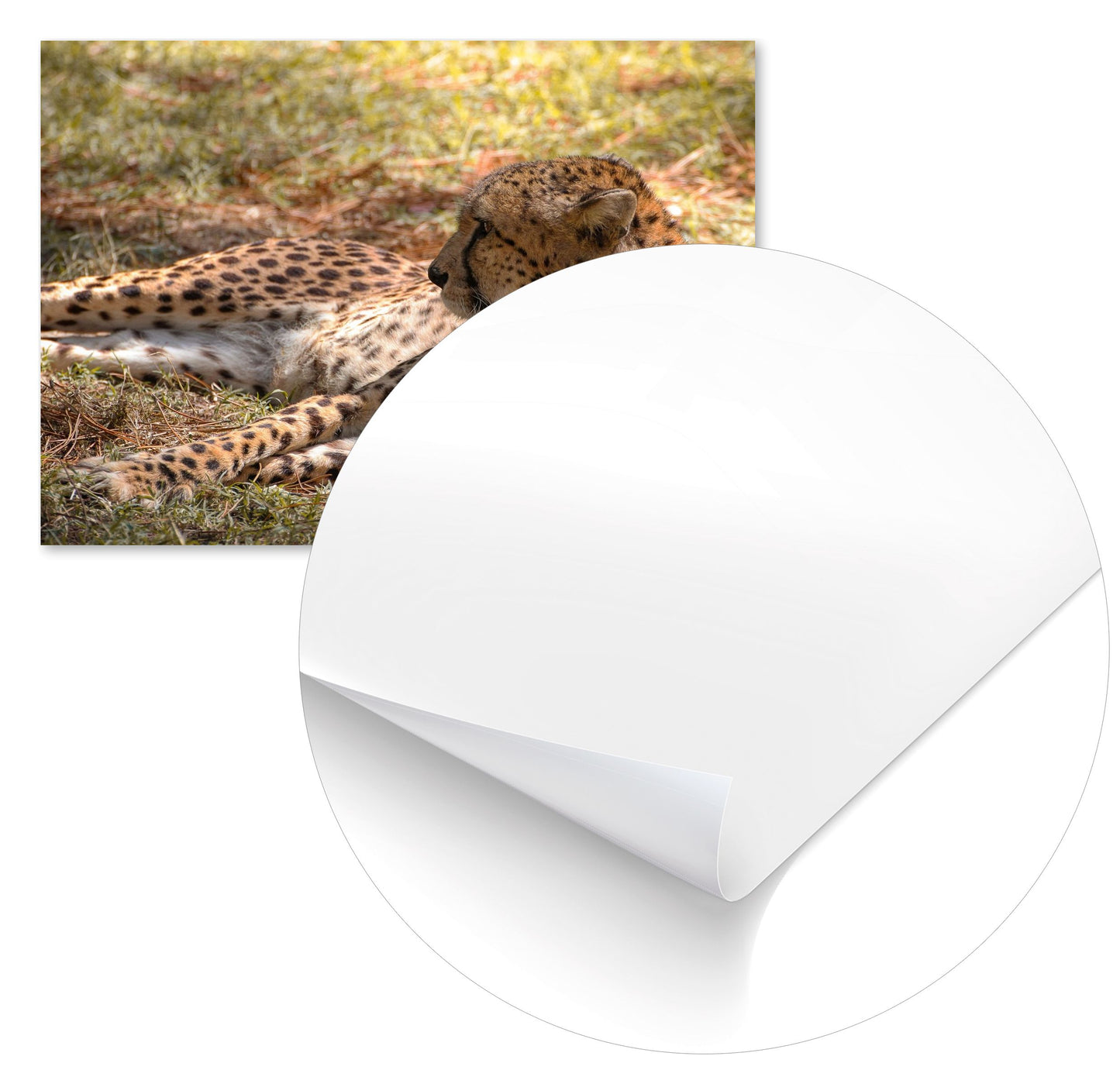 Animal 47 - @UPGallery