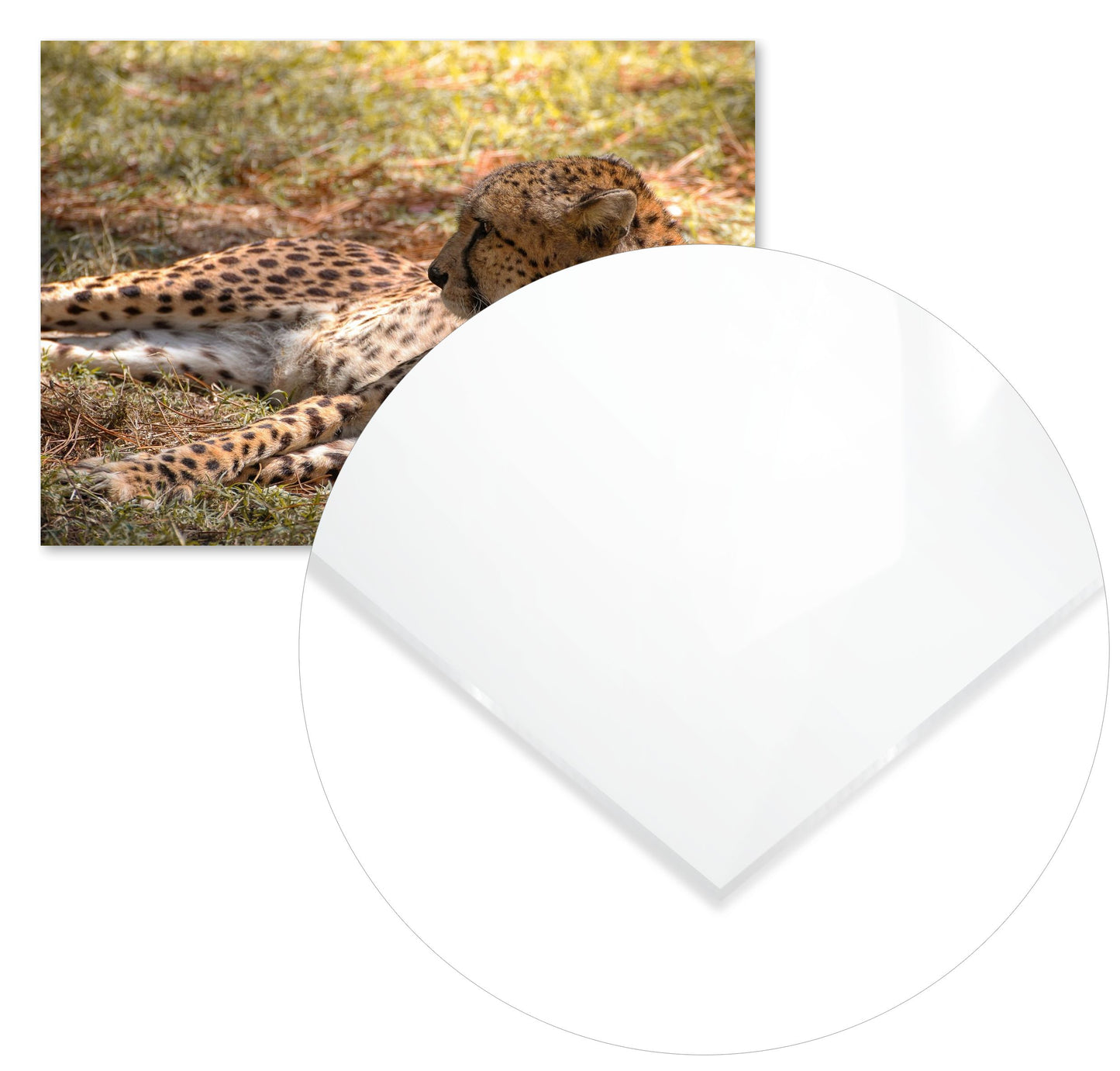 Animal 47 - @UPGallery