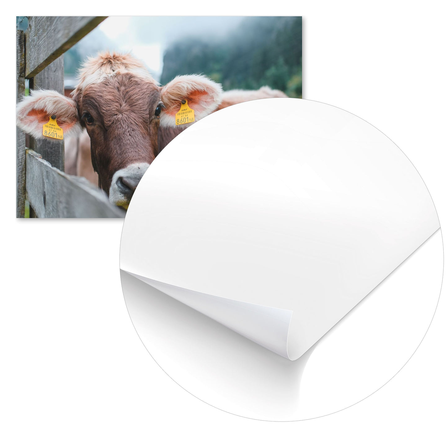 Animal 471 - @UPGallery