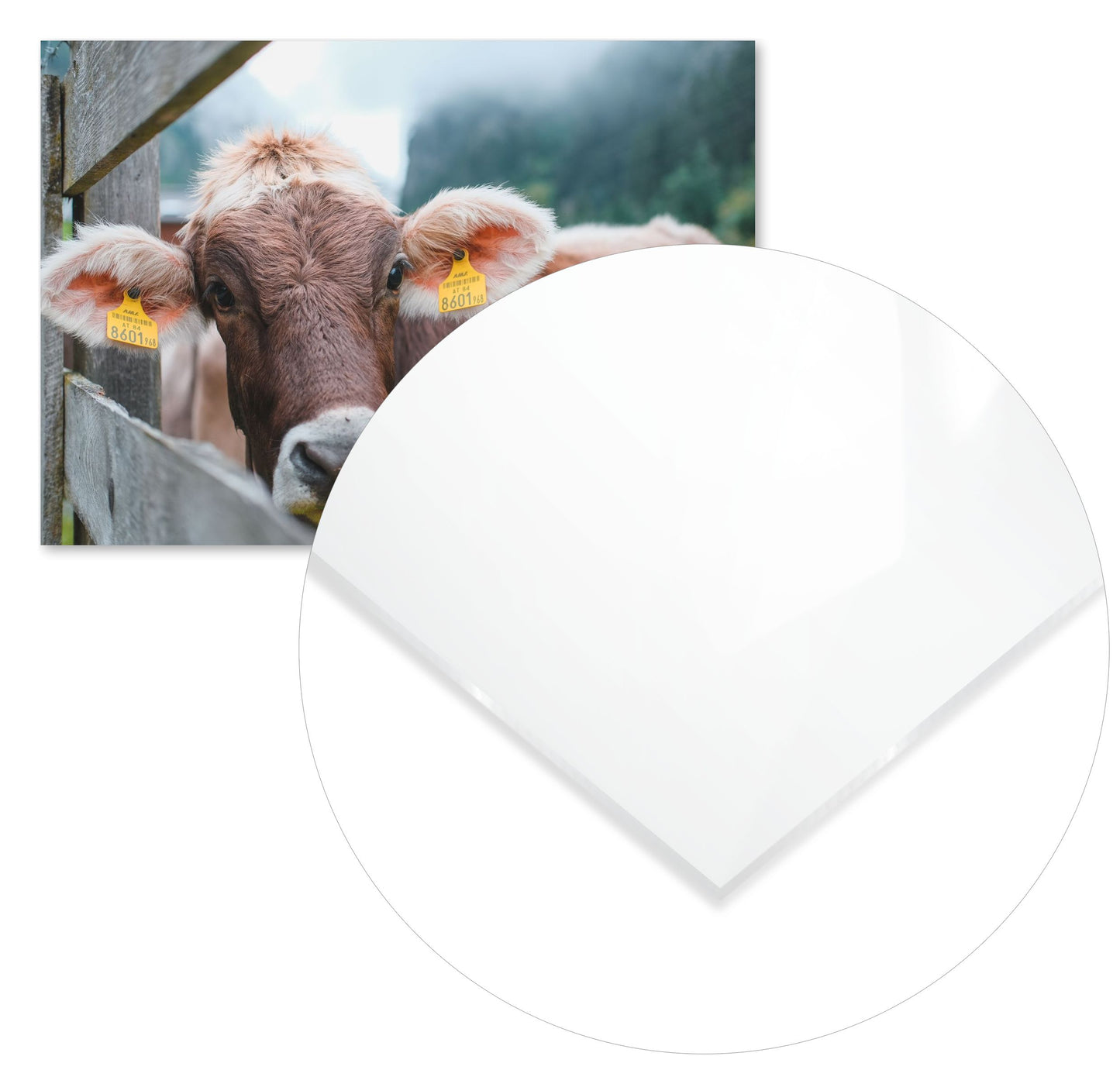 Animal 471 - @UPGallery