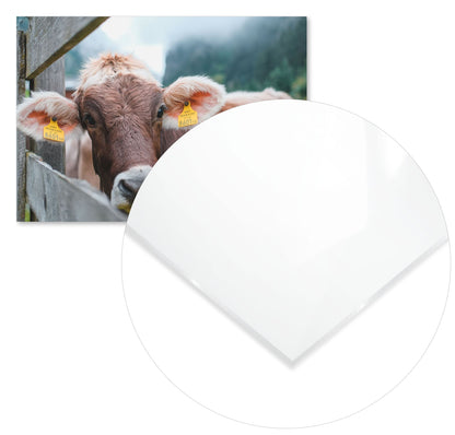 Animal 471 - @UPGallery