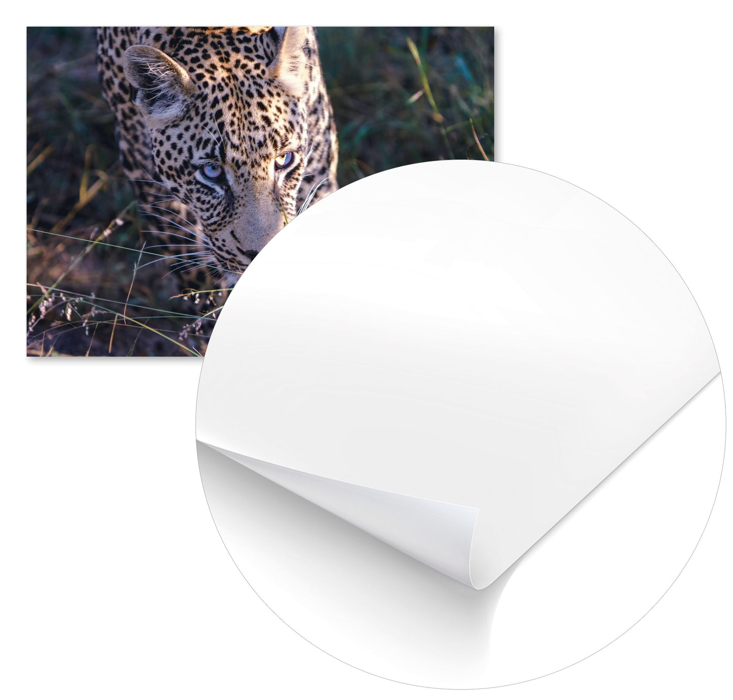 Animal 475 - @UPGallery