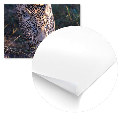 Animal 475 - @UPGallery