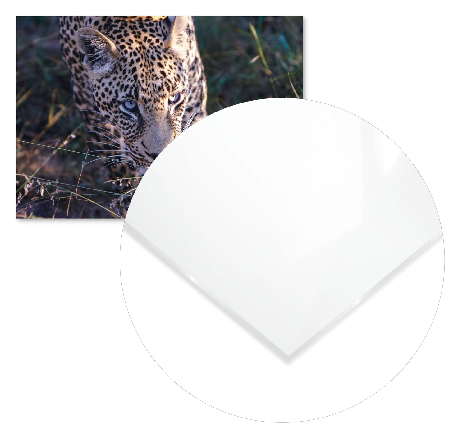 Animal 475 - @UPGallery