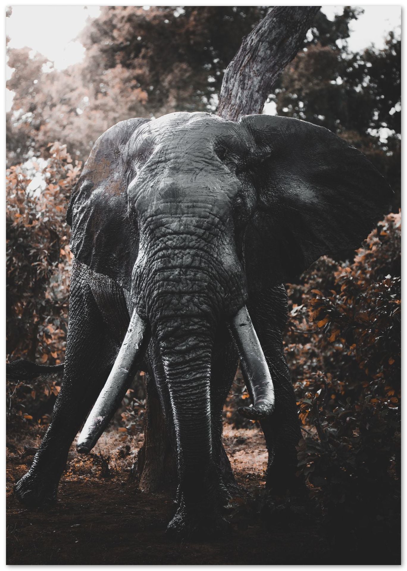 Animal 477 - @UPGallery