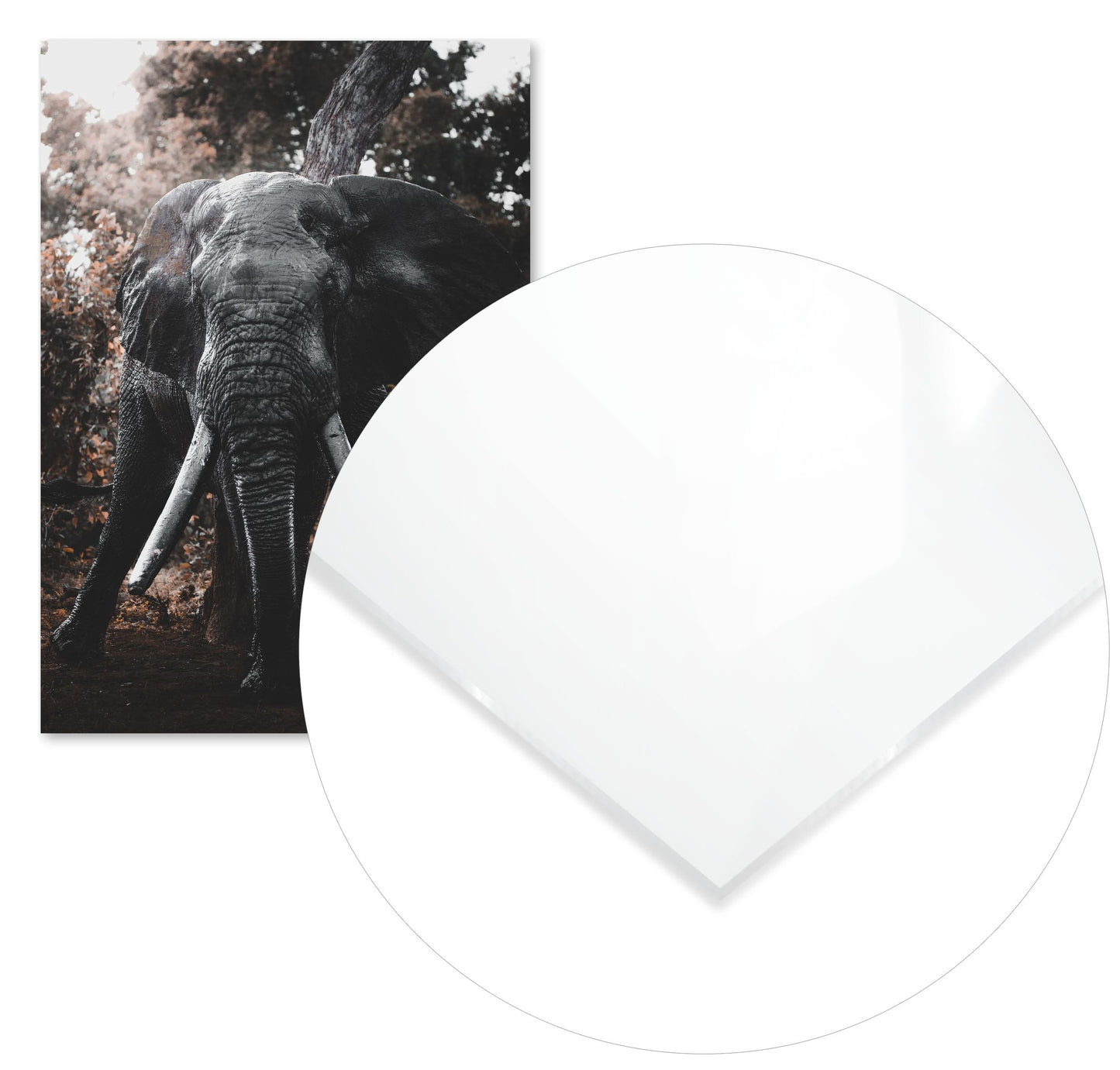 Animal 477 - @UPGallery