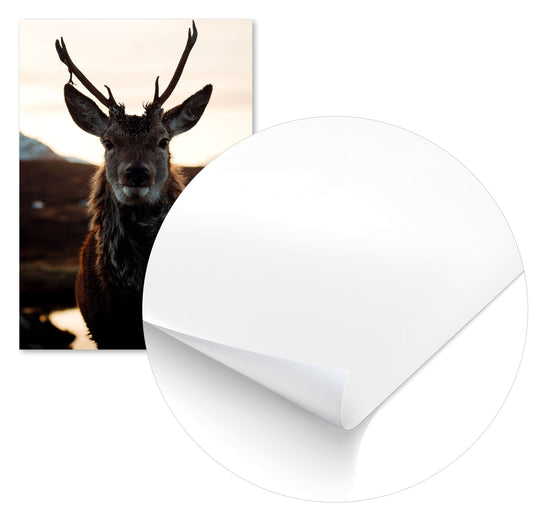 Animal 491 - @UPGallery