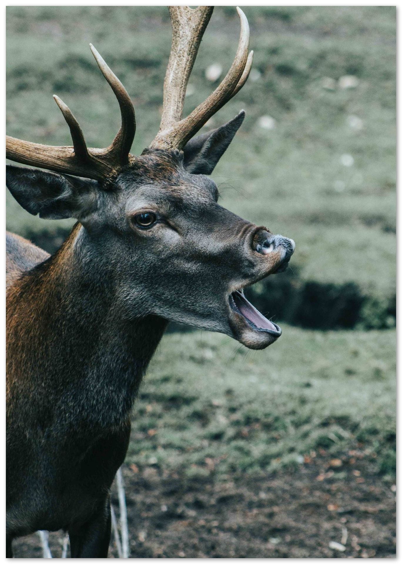 Animal 530 - @UPGallery