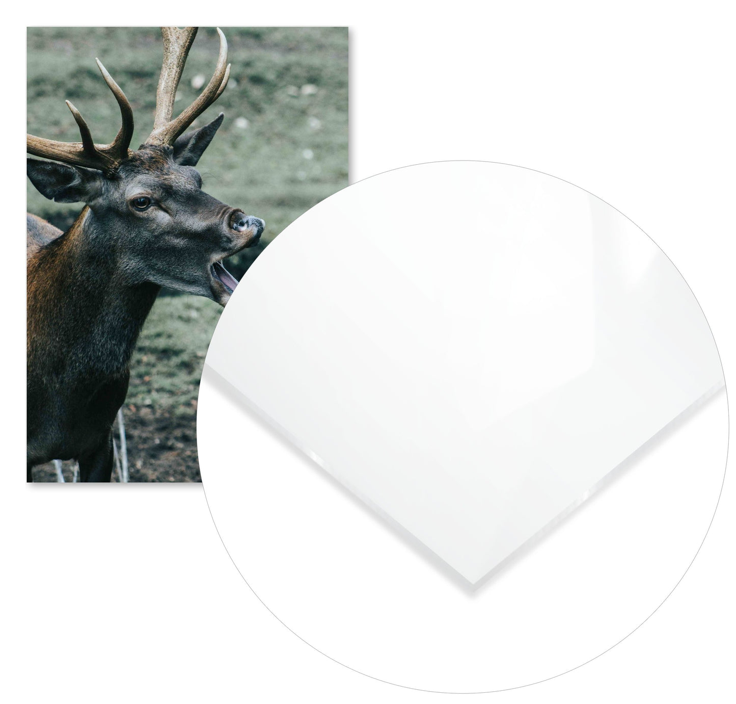 Animal 530 - @UPGallery