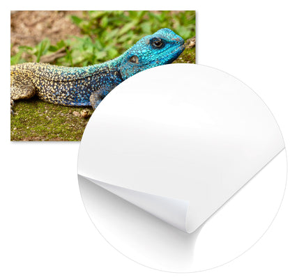 Animal 537 - @UPGallery