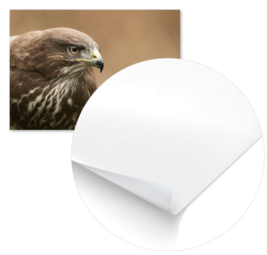 Animal 555 - @UPGallery