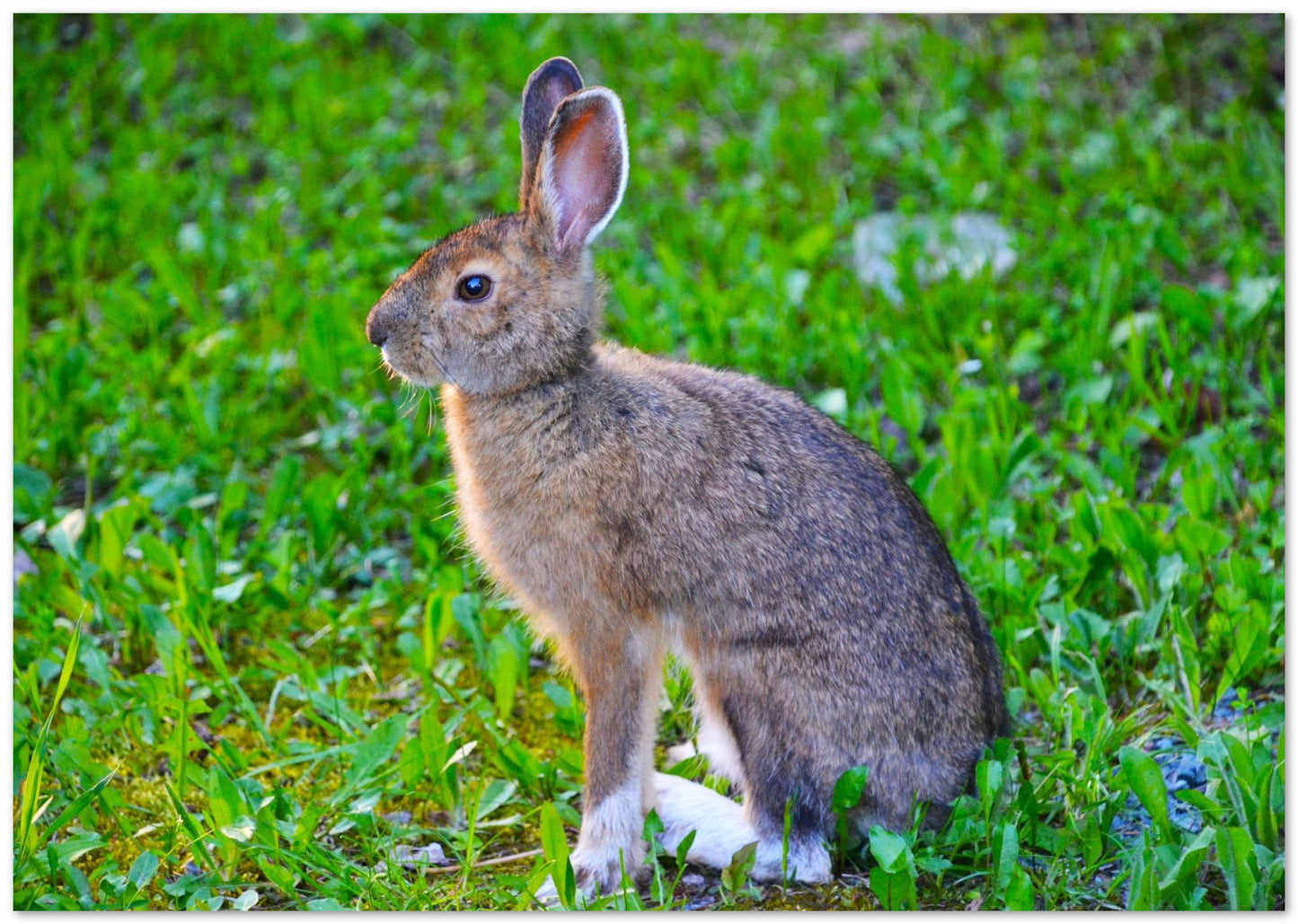 Animal 557 - @UPGallery