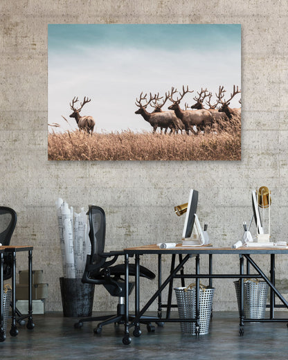 Animal 579 - @UPGallery