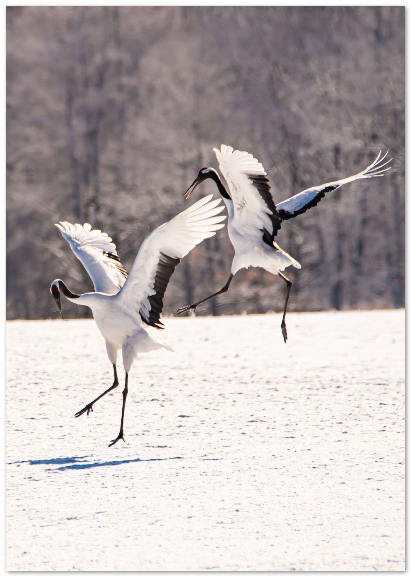 Animal 647 - @UPGallery