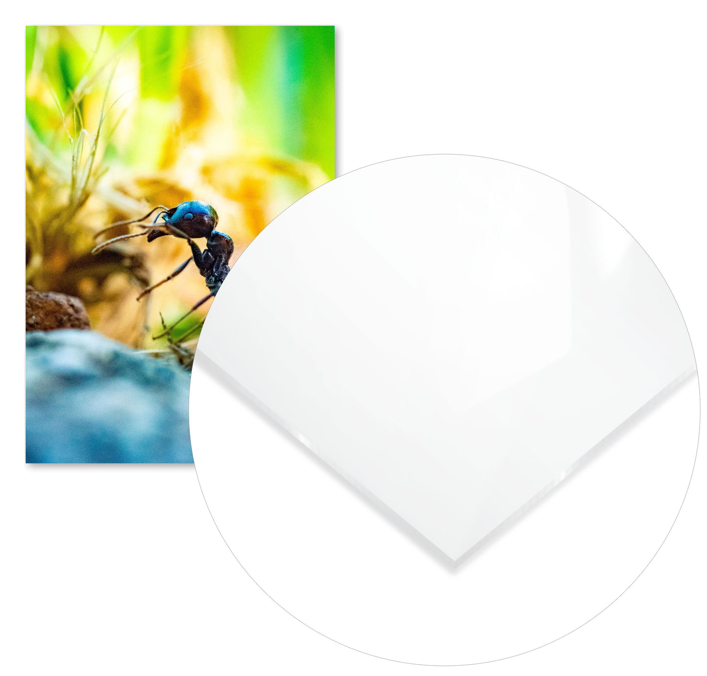 Animal 648 - @UPGallery