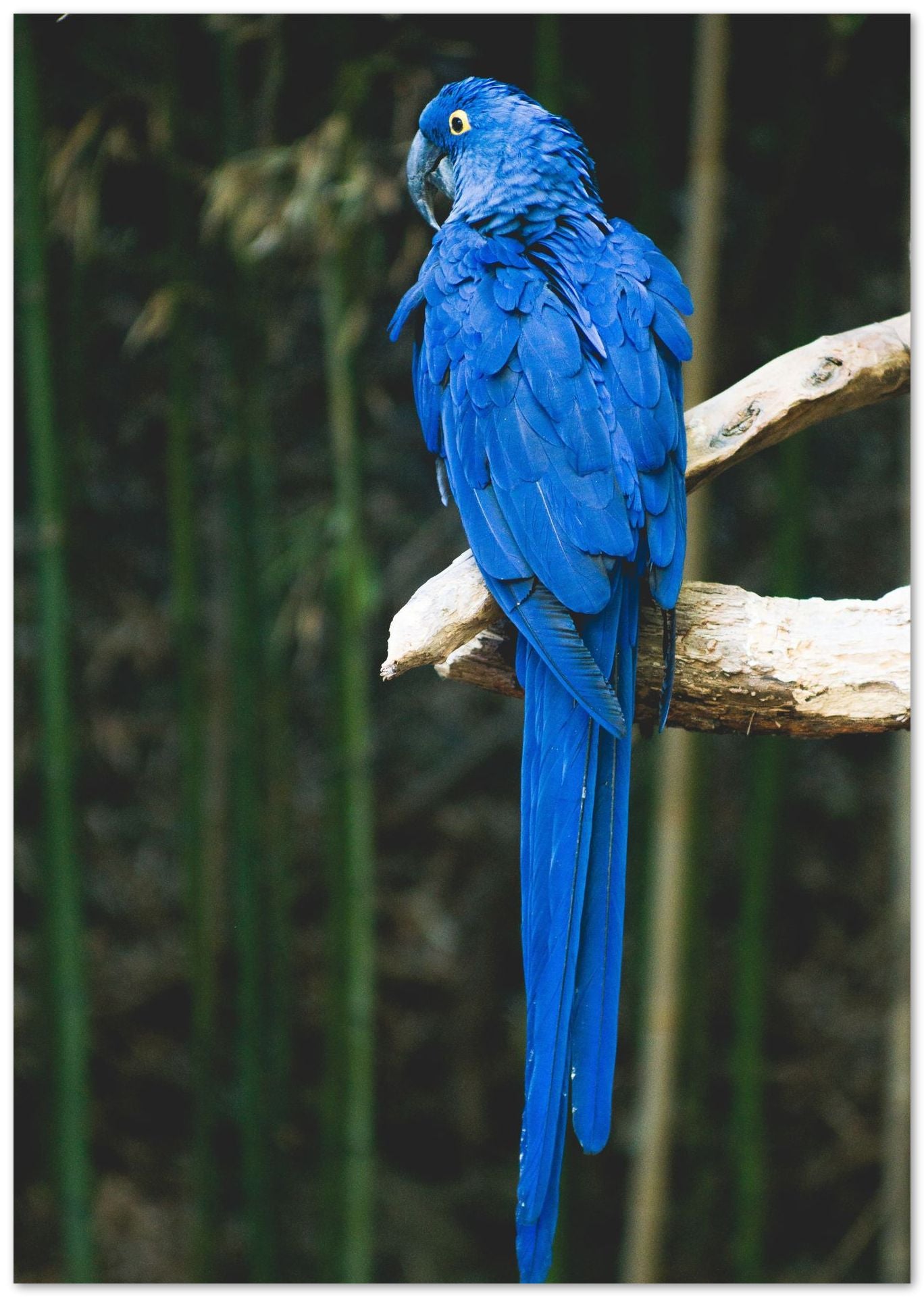 Animal 673 - @UPGallery