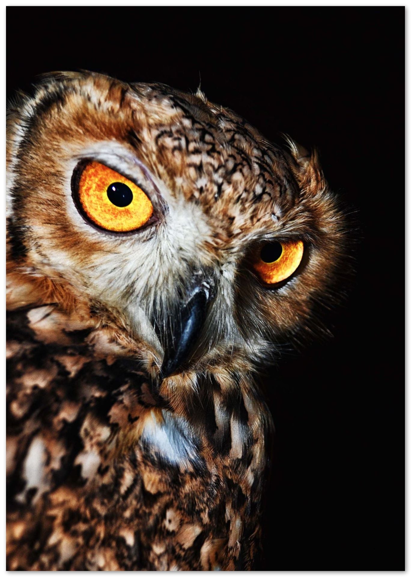 Animal 759 - @UPGallery