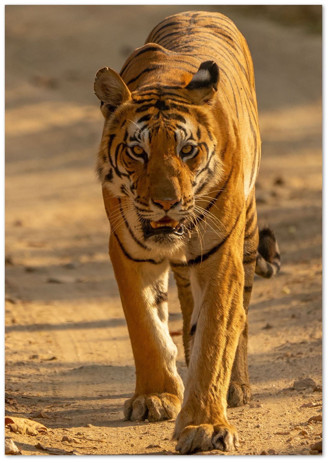 Animal 776 - @UPGallery