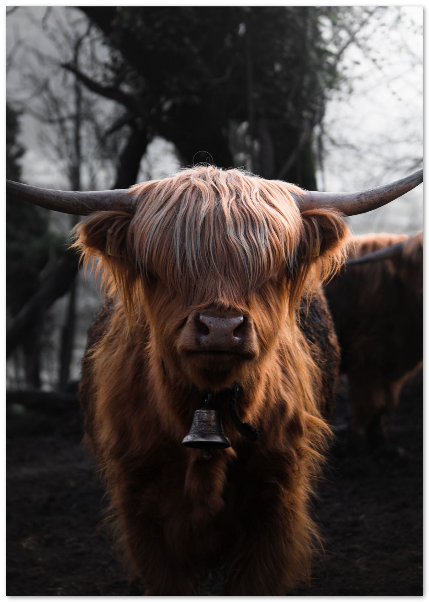 Animal 8 - @UPGallery