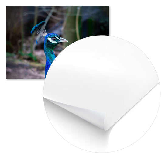 Animal 82 - @UPGallery