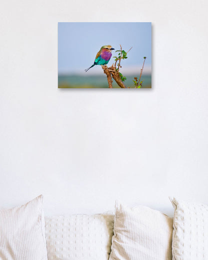 Animal 874 - @UPGallery