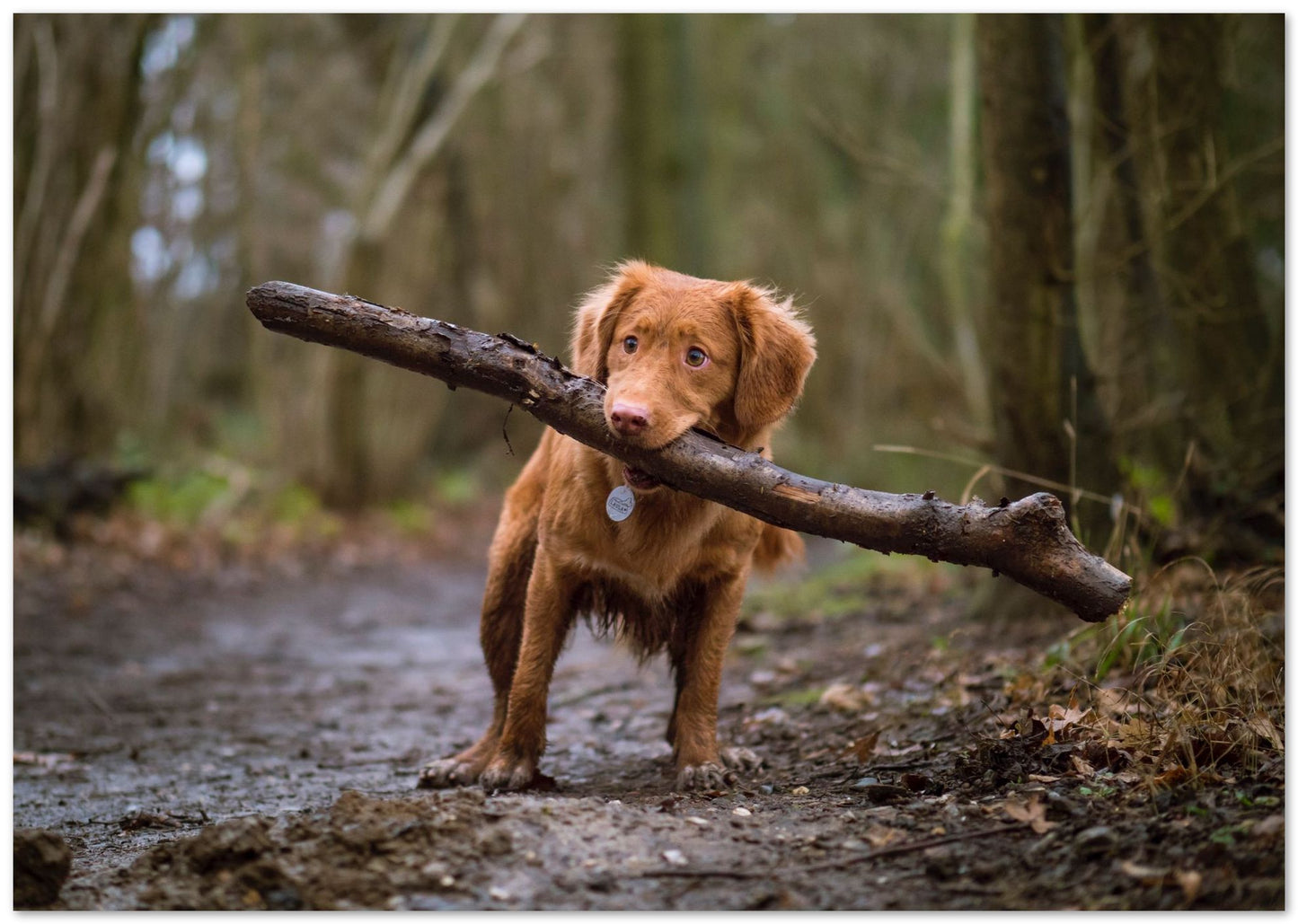 Animal 878 - @UPGallery