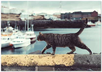 Animal 882 - @UPGallery