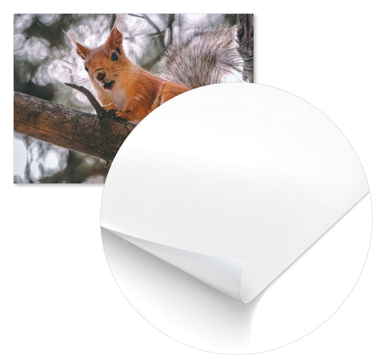 Animal 915 - @UPGallery