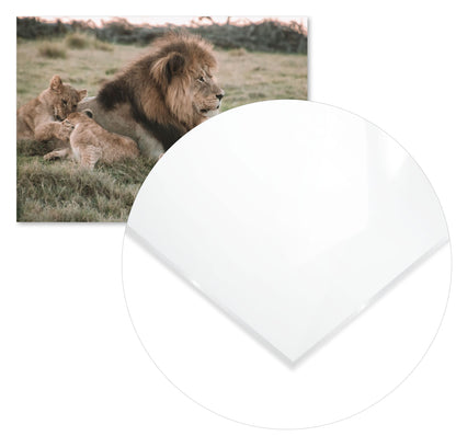 Animal 933 - @UPGallery