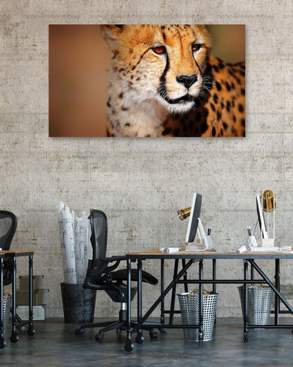 Cheetah portrait - @chusna