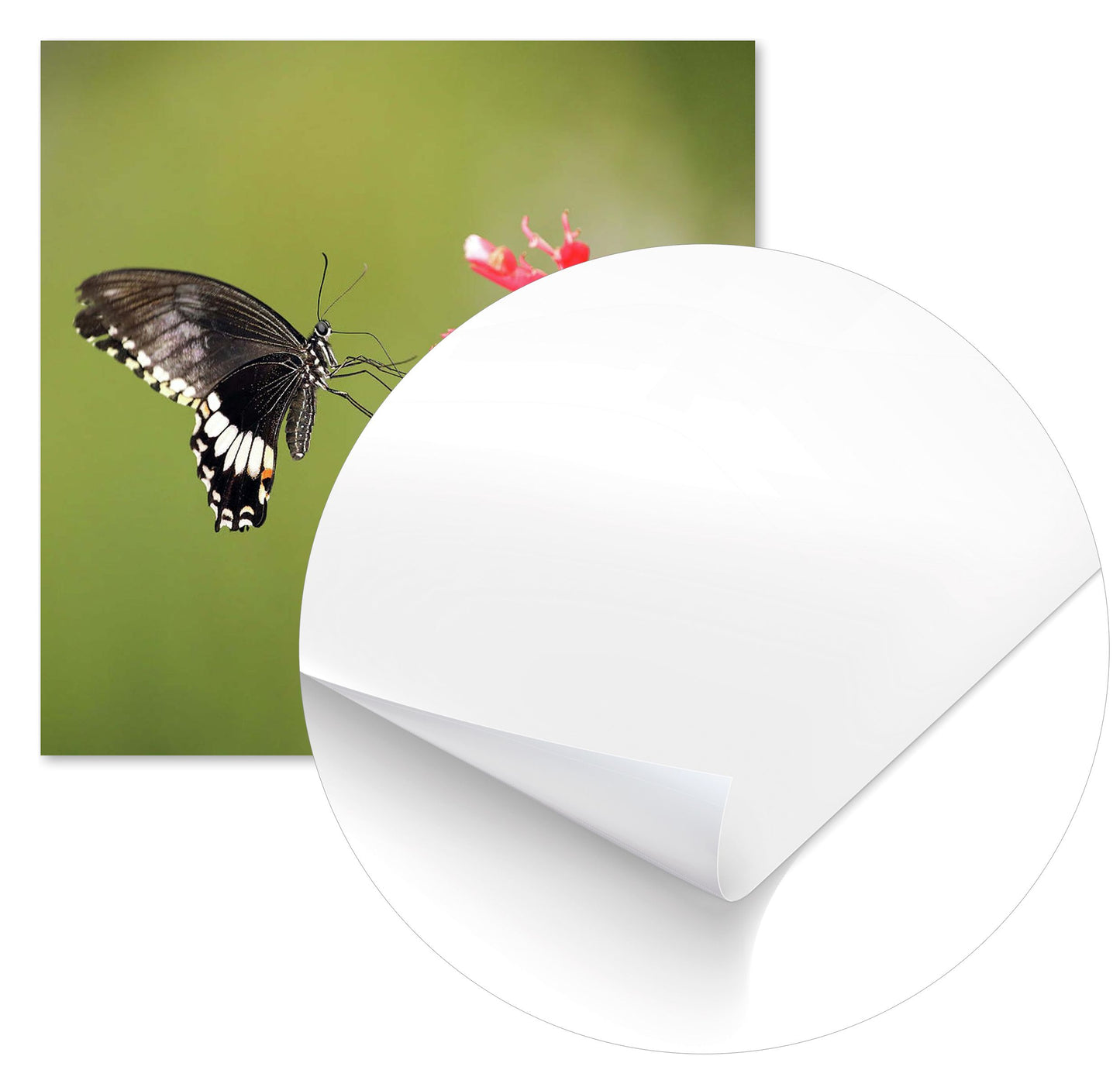 Citrus Swallowtail - @chusna