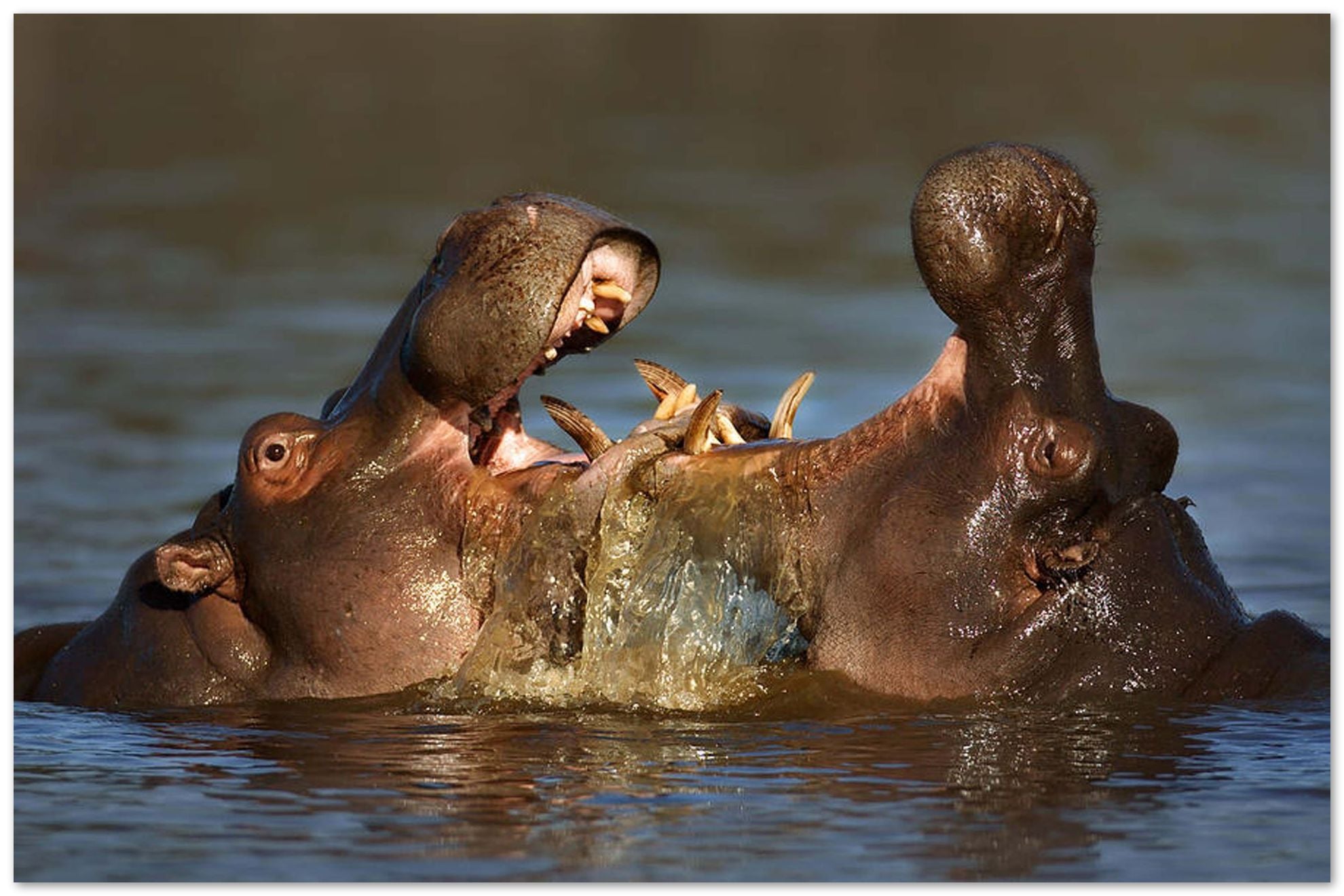 Fighting Hippo's - @chusna - Buy illustrations and artworks made by ...
