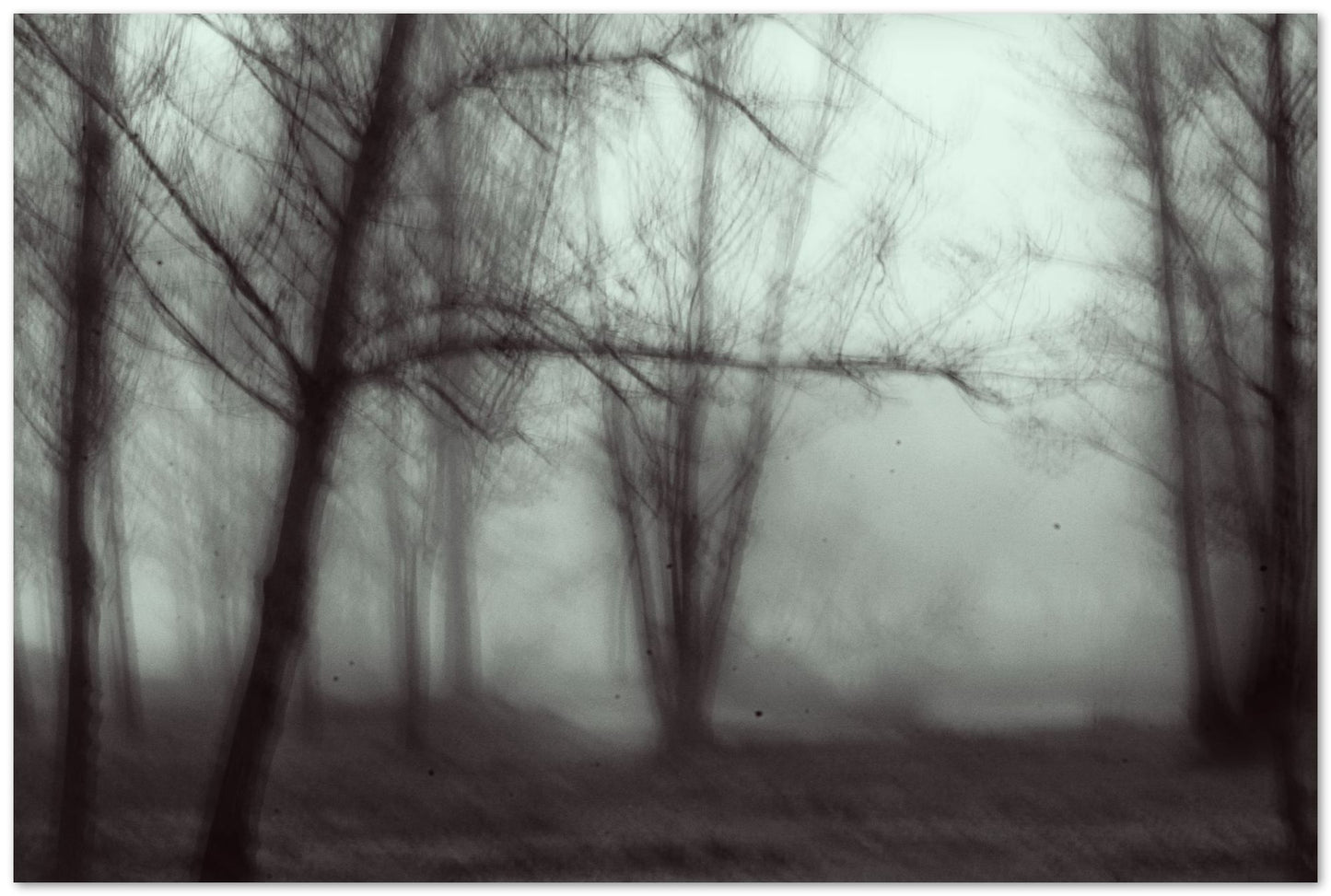 forest - @javierbago