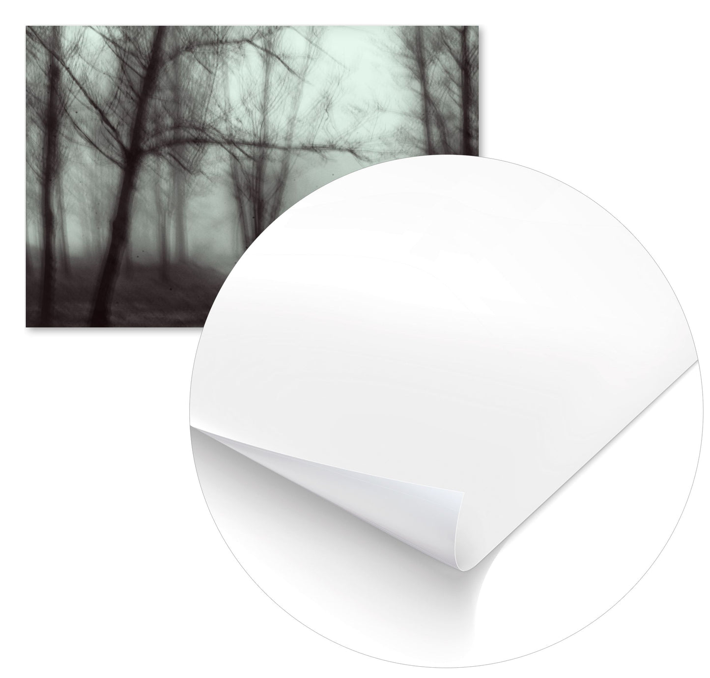 forest - @javierbago