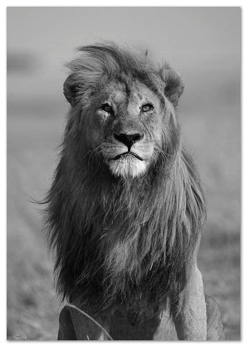 African Lion - @manuelramos