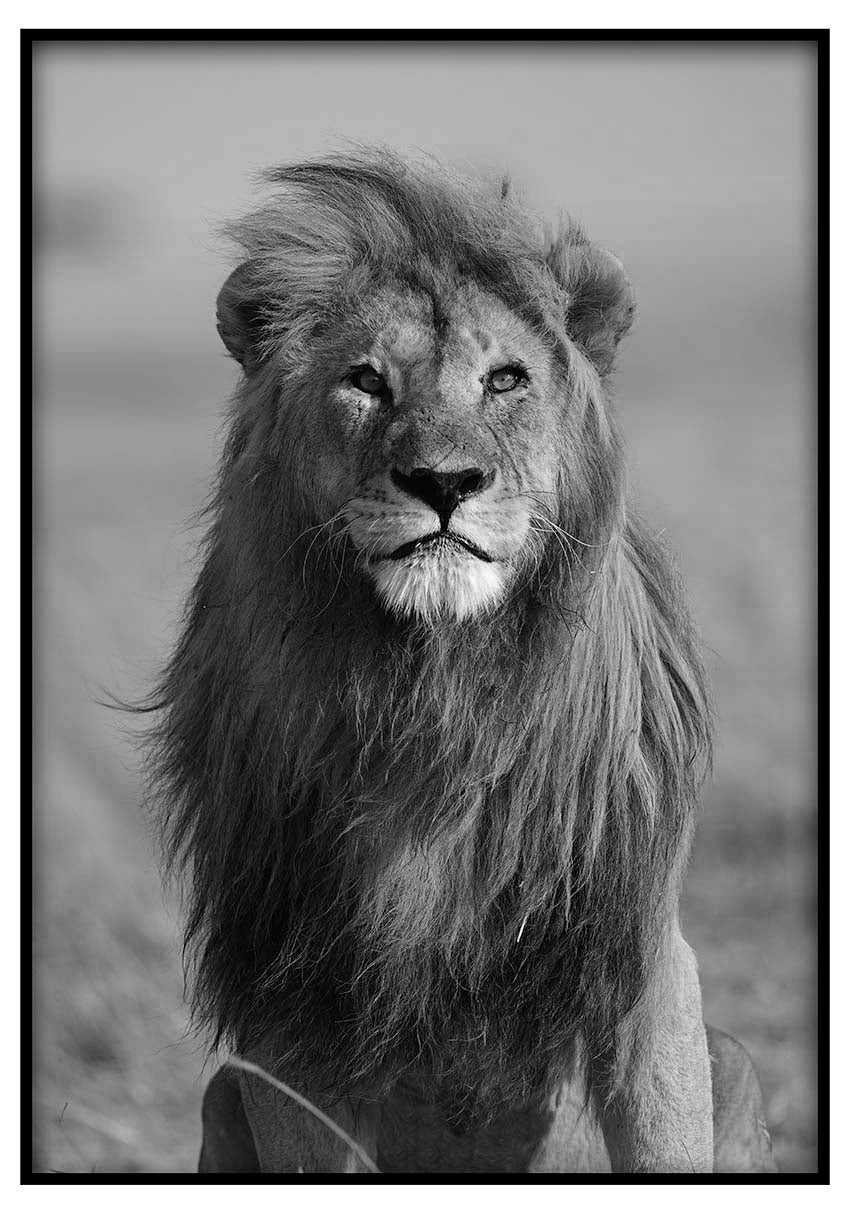 African Lion - @manuelramos